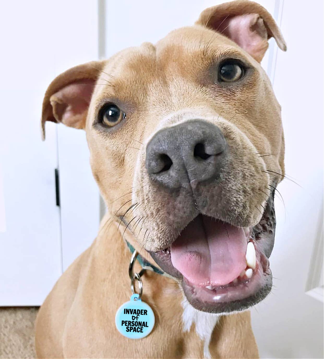 "Invader of Personal Space" Dog Tag