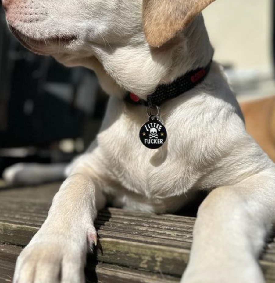 "Little F*cker" Dog Tag