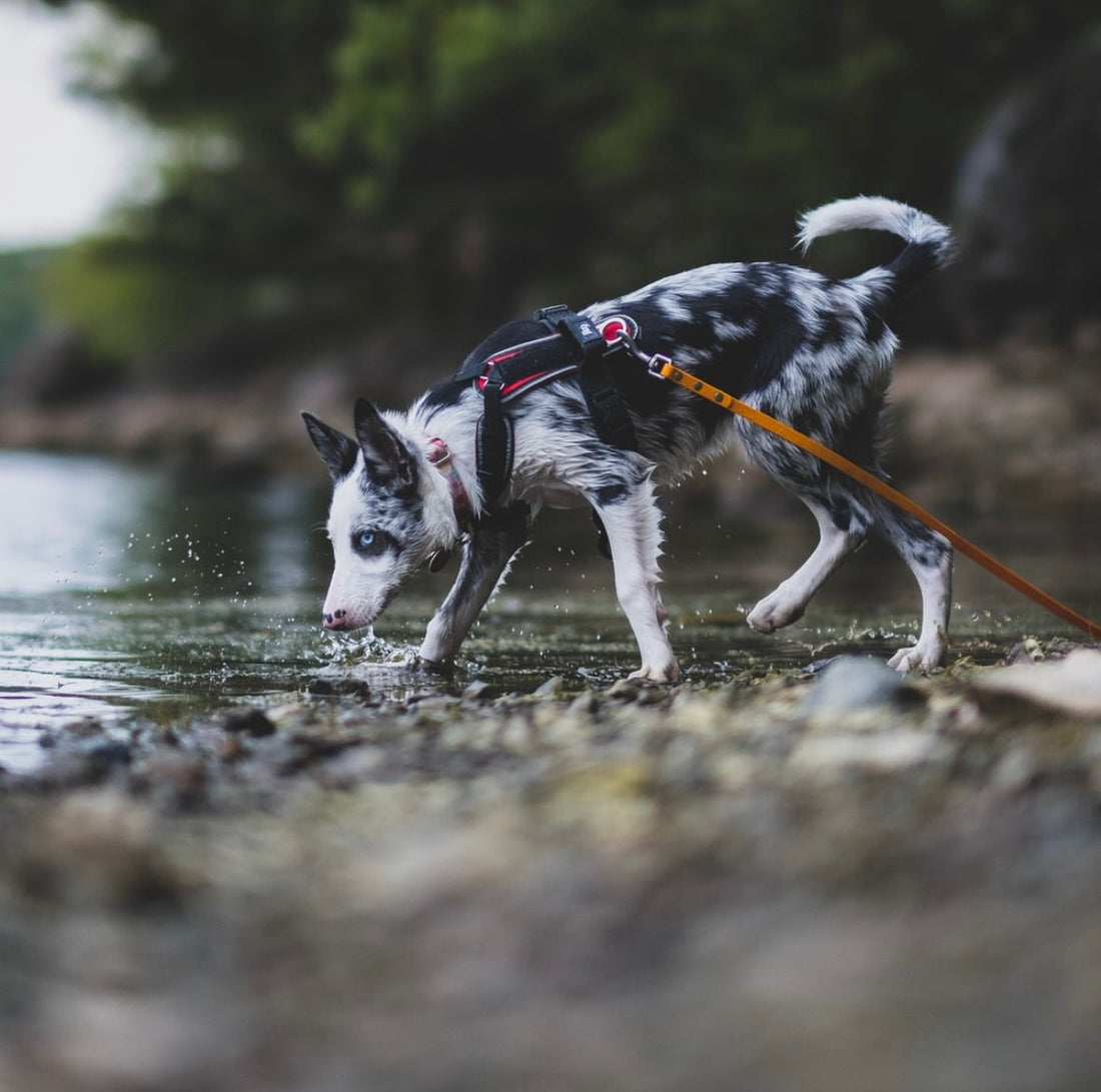 TOP 10 REDENEN OM TE INVESTEREN IN EEN BIOTHANE LANGE LEIBAND OF SLEEPLIJN VOOR JE HOND